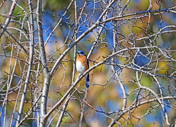 Spring Blues by Deb Oppermann